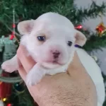 Teacup Morkie Yavrularımız