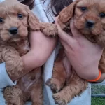 Safkan Erkek Yavrumuz