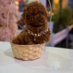Kusursuz Kore Form Toy Poodle Sosyal Ortamların Yıldızı