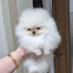 Kar Beyaz Ust Kalite Teacup Erkek