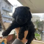 Canakkale Merkezde Sosyal Ve Akıllı Siyah Maltipoo Yavrusu