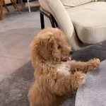 Oyuncu Ruhlu Ve Full Donanımlı 3 Aylık Erkek Toy Poodle