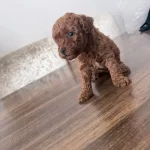 Sosyal Ve Enerjik Toy Poodle Yavruları