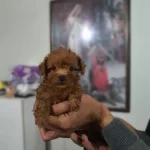 2 Aylık Minik Bebegimiz Yeni Yuvasını Arıyor