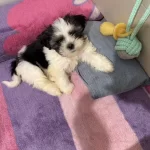 Nadir Bulunan Renk Show Kalite Gorunum