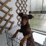 Kızıl Dişi Doberman 7 Aylık