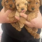 En Tatlı Bebeklerimiz