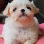Teacup Morkie Yavrularımız