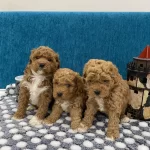 Harika Poodle Bebekler