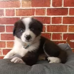 Zeki Saglıklı Ve Iirk Garantili Border Collie Yavruları