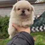 36 Yıllık Tecrubeden Sıfır Burun Beyaz Pekinez Yavruları