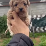 36 Yıllık Tecrubeyle Poodle Geni Yuksek Maltipoo Yavruları