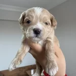 Kore Maltipo Bebekler