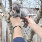 Atletik Yapılı Iri Kemikli Cane Corso Yavruları