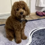 Maltipoo Hayvan Severlerimize Yardımcı Olabiliriz