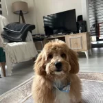 7 Aylık Ic Dıs Parazitleri Tam Tuvalet Eğitimli Oyunsever