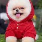 Enerji Kupu Sosyal Ortamların Yeni Yıldızı Pomeranian Boo