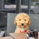 4 Aylık Sımarık Toy Poodle