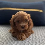 Bakıslarıyla Buyuleyen Pas Parlak Kıvırcık Toy Poodle