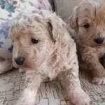 Cok Sevimli Maltipoo Bebekler Corlu