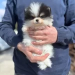 Pamukkalede Sosyal Ortamların Yıldızı Pomeranian Boo