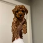 Disi 2 Aylık Orijinal Kore Toy Poodle
