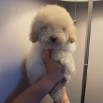 Ev Dogumlu Beyaz Kelebegim