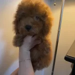 Minnos Bebegimize Sıcak Bir Yuva Arıyor