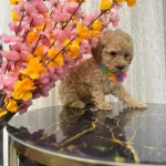 Kore Kan Hattı Surpriz Karakterli Toy Poodle Yavrusu