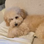 Toy Poodle Erkek 6 Aylik Cipi Yok Asıların Cogu Yapıldı