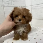 Antialerjik Tuylu Kıvırcık Sans Toy Poodle Yavruları