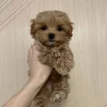 Kahve Tonlu Ipeksi Bukleli Maltipoo