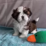 Ev Ortamında Buyuyen Safkan Shih Tzu Yavruları