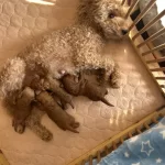Balın Toypoodle Bebekleri Rezerveye Acıldı