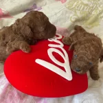 Ev Dogumu Kore Poodle Bebeklerim