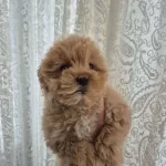 Maltipoo Yavrum 55 Gunluk Evde Dogmus