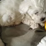 Enerji Kupu Safkan Maltese Terrier Yavrusu