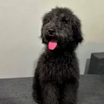 Uygun Fiyatlarla Black Poodle