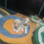 Tuvalet Egitimi Hazır Anne Sutuyle Buyumus Minyatur Poodle