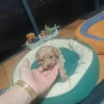 Avucunuza Sıgan Sevgi Tuvalet Egitimli Toy Poodle Yavrusu