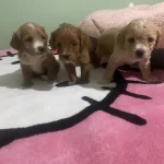 Anne Altından Safkan Toy Poodle Bebekler Red Brown