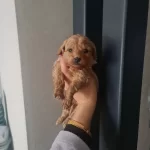 Teacup Minyatur Minnaklarım