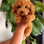 Kızıl Bukleli Sosyal Kelebek Tuvalet Egitimli Toy Poodle