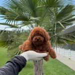 Kıpkırmızı Kurklu Pasaportlu Mikro Cipli Oyuncak Poodle