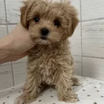 Antibakteriyel Kurklu Sıfır Numara Toy Poodle Yavruları