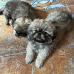 Maskeli Suratlı Safkan Pekinez Yavruları