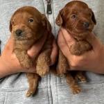 Maltipo Cok Sevimli Yavrular