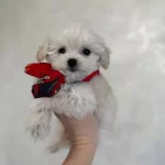 Safkan Ev Uretimi Numara Kar Beyaz Maltese Terrier