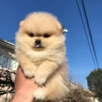 Ayı Surat Teacup Pomeranian Boo Dolgun Kurklu Bebekler