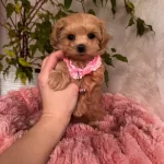 Egitilebilir Maltipoo Yavruları Tuy Dokmeyen Anti Alerjik